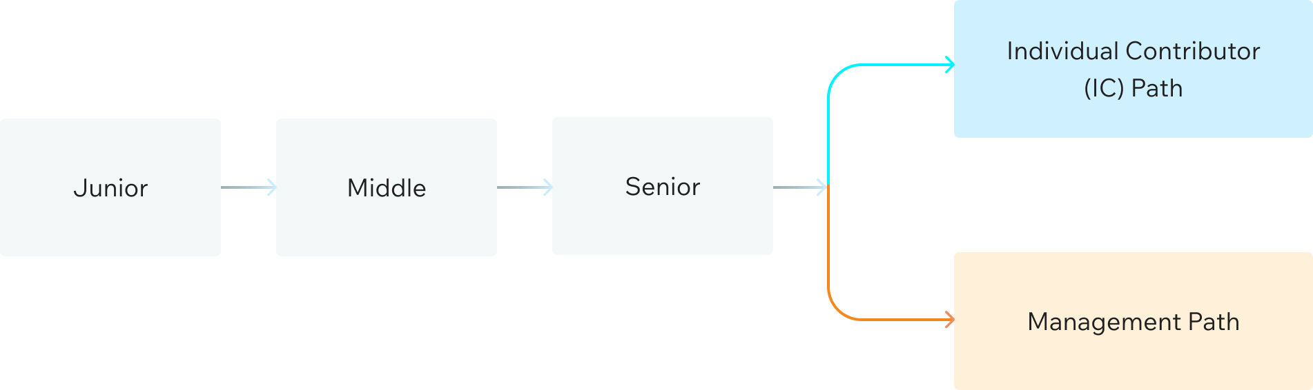 Career path from Junior to Senior, branching into Individual Contributor and Management paths